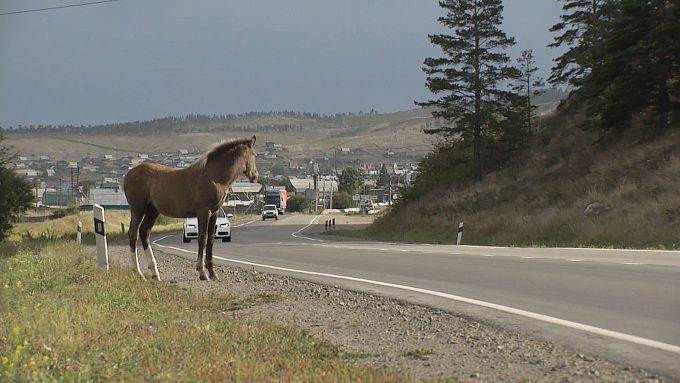 В Бурятии депутаты увеличили штрафы за выпас коней и коров в неустановленных местах.